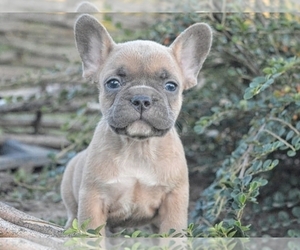 French Bulldog Puppy for sale in BOSTON, MA, USA