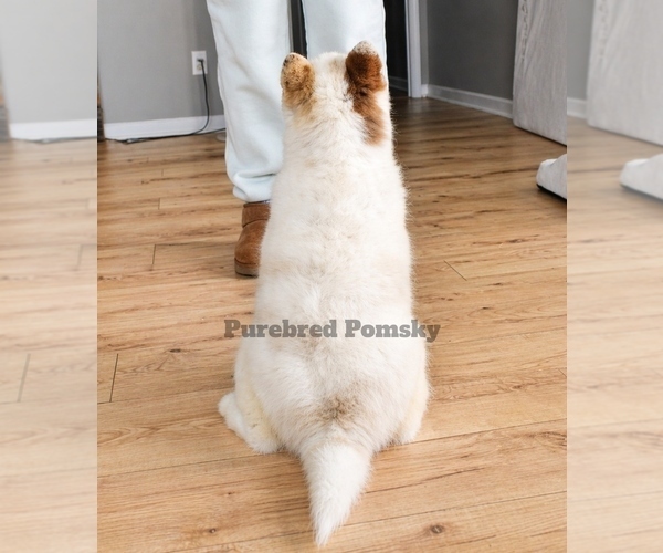 Medium Photo #6 Pomsky Puppy For Sale in KANSAS CITY, MO, USA
