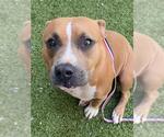 Small #1 American Pit Bull Terrier
