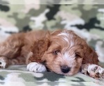 Small Photo #22 Cocker Spaniel-Poodle (Miniature) Mix Puppy For Sale in LAKELAND, FL, USA