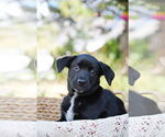 Small #4 Mutt