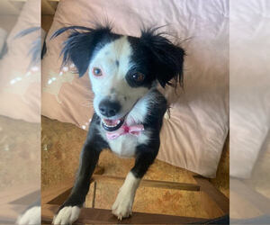 Chihuahua-Unknown Mix Dogs for adoption in Las Vegas, NV, USA