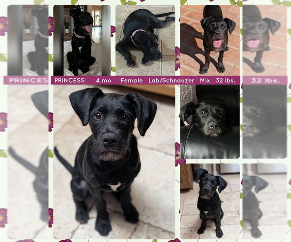 Medium Photo #2 Labrador Retriever-Unknown Mix Puppy For Sale in Mesa, AZ, USA