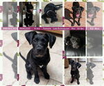 Small #1 Labrador Retriever Mix