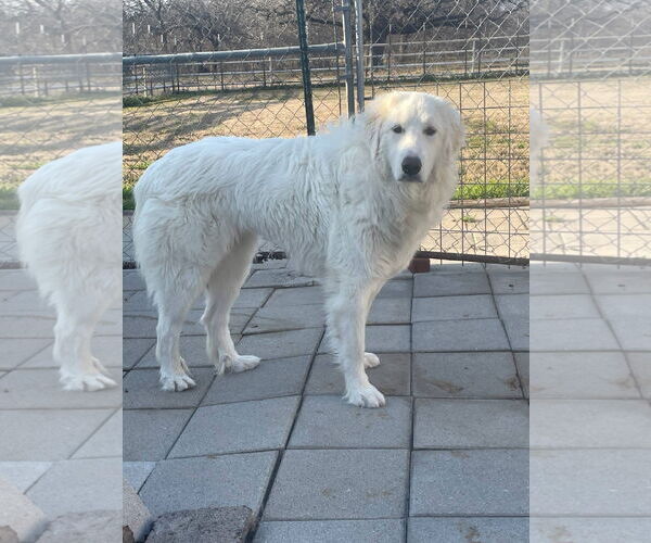 Medium Photo #6 Great Pyrenees Puppy For Sale in Spring, TX, USA