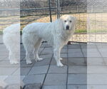 Small #5 Great Pyrenees