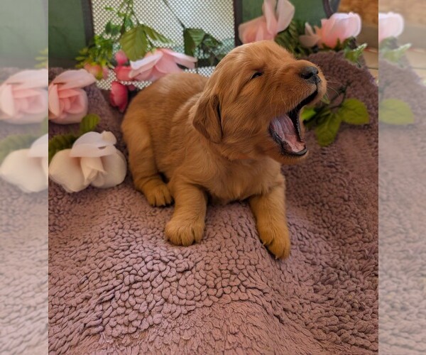 Medium Photo #16 English Cream Golden Retriever Puppy For Sale in DOLORES, CO, USA