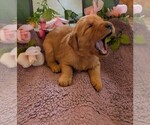 Small #15 English Cream Golden Retriever