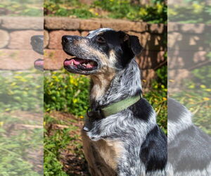 Australian Shepherd-Unknown Mix Dogs for adoption in Lafayette, CA, USA