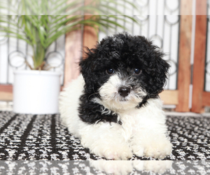 Poodle (Miniature) Puppy for sale in NAPLES, FL, USA