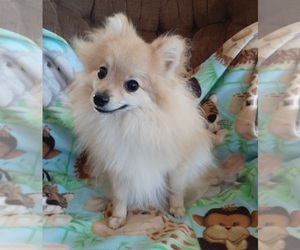 Pomeranian Puppy for sale in WISCONSIN DELLS, WI, USA