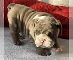 Puppy 5 Bulldog