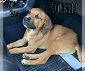 Retriever -Unknown Mix Dogs for adoption in Woodbury, NY, USA
