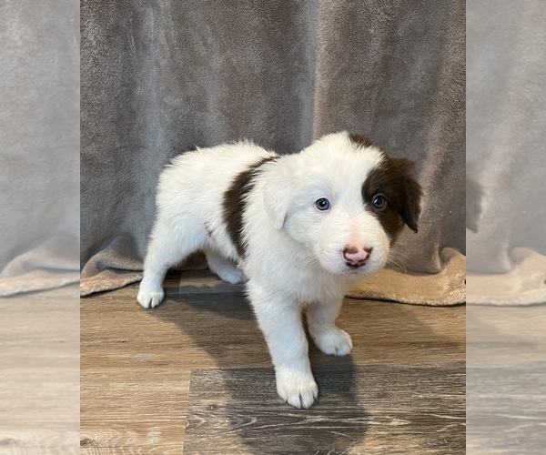 Medium Photo #4 Border Collie Puppy For Sale in LULA, GA, USA