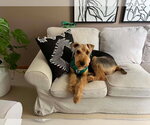 Small #4 Airedale Terrier