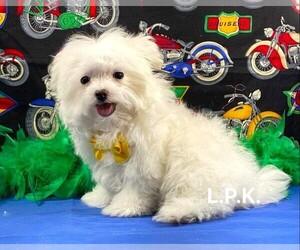 Maltese Puppy for sale in WINNSBORO, LA, USA