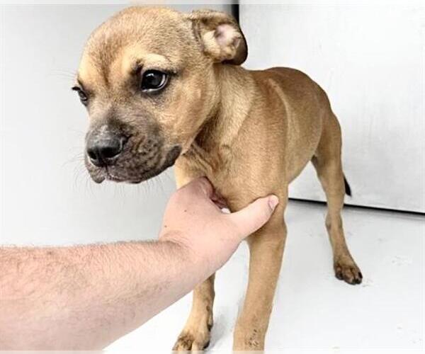 Medium Photo #1 Boxer-Unknown Mix Puppy For Sale in Houston, TX, USA