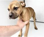 Small Boxer Mix