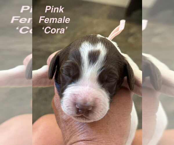 Medium Photo #4 English Springer Spaniel Puppy For Sale in BEAVER SPRINGS, PA, USA