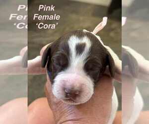 Medium English Springer Spaniel
