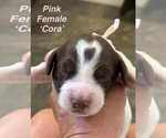 Puppy Puppy 3 English Springer Spaniel