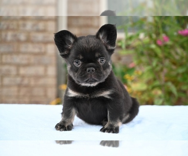 Medium Photo #3 French Bulldog Puppy For Sale in DECATUR, GA, USA