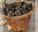 Small Photo #12 Yorkshire Terrier Puppy For Sale in OLATHE, KS, USA