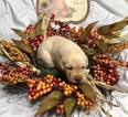 Small Photo #10 Labrador Retriever Puppy For Sale in MANTECA, CA, USA