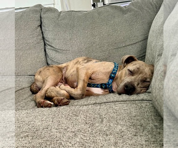 Medium Photo #4 American Pit Bull Terrier-Unknown Mix Puppy For Sale in Germantown, OH, USA