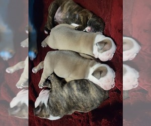 Olde English Bulldogge Puppy for sale in LEAGUE CITY, TX, USA