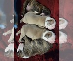 Small Photo #1 Olde English Bulldogge Puppy For Sale in LEAGUE CITY, TX, USA