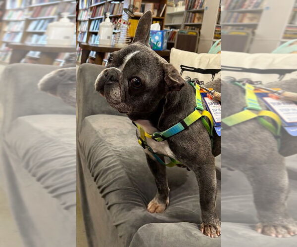 Medium Photo #3 French Bulldog Puppy For Sale in Portland, IN, USA