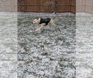 Parker - Louisiana Litter - Male Mutt Dog for Adoption - Photo #2