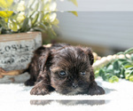 Small #2 Shorkie Tzu
