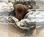 Puppy Puppy 4 Labrador Retriever