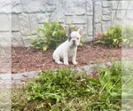 Puppy Puppy 1 French Bulldog