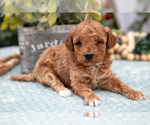 Puppy Oscar Poodle (Miniature)