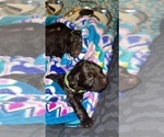 Small Photo #3 Boykin Spaniel Puppy For Sale in BATESVILLE, AR, USA
