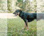 Small #2 Greater Swiss Mountain Dog-Labrador Retriever Mix