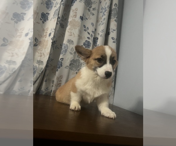 Medium Photo #38 Pembroke Welsh Corgi Puppy For Sale in DURHAM, CT, USA