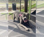Small #12 American Staffordshire Terrier