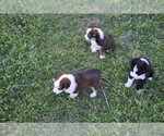 Small #6 Miniature Australian Shepherd