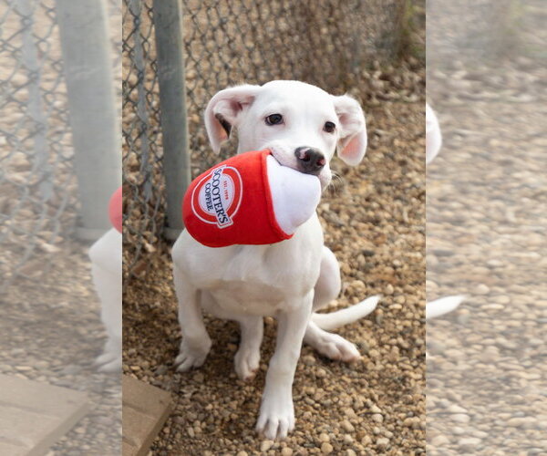 Medium Photo #9 Boxer-Dalmatian Mix Puppy For Sale in Estherville, IA, USA