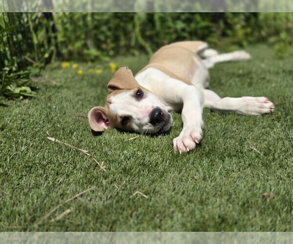 Medium Photo #2 American Pit Bull Terrier Puppy For Sale in Evansville, IN, USA