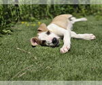 Small #1 American Pit Bull Terrier