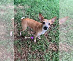 Chihuahua-Unknown Mix Dogs for adoption in Holly Springs, NC, USA