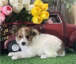 Small #2 Papillon