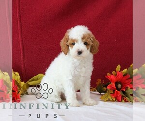 Goldendoodle Puppy for sale in GORDONVILLE, PA, USA