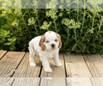 Small Photo #8 Cocker Spaniel Puppy For Sale in NAPPANEE, IN, USA