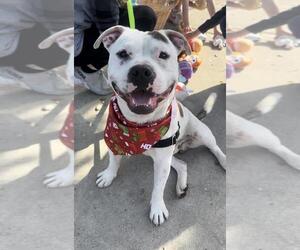 Mutt Dogs for adoption in Santa Maria, CA, USA